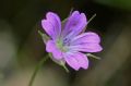 Geranium columbinum